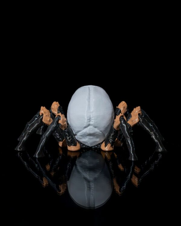 Skull spider – Image 5