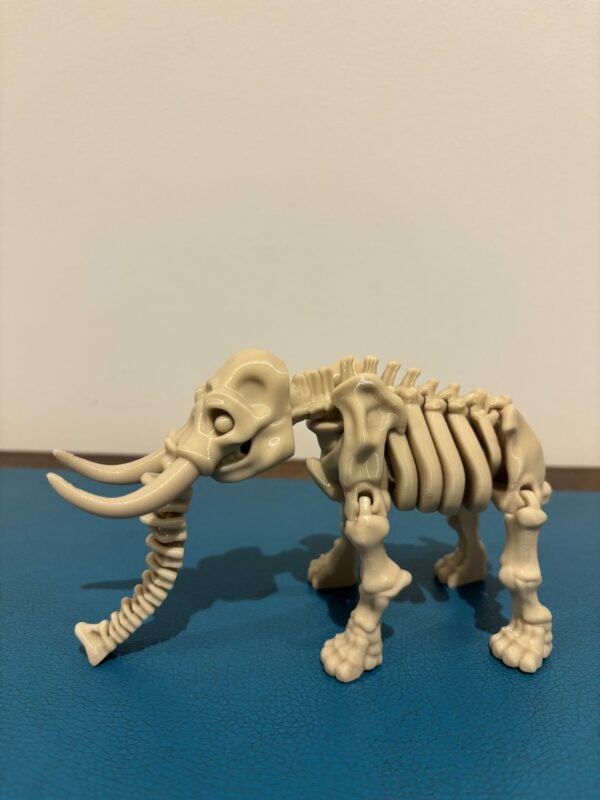 Skeleton elephant – Image 4