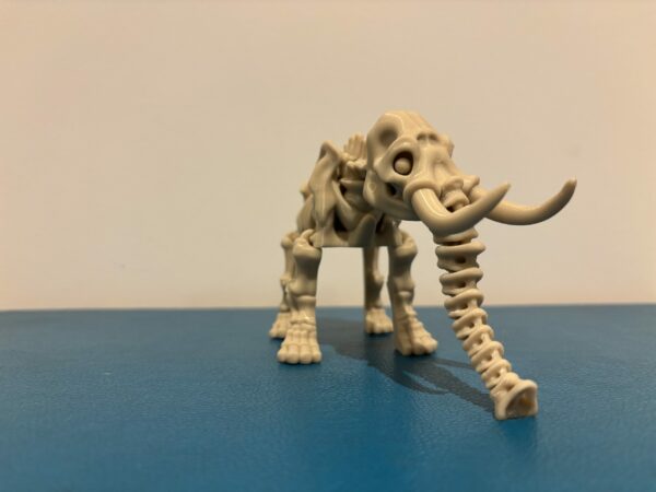 Skeleton elephant – Image 3