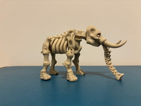 Skeleton elephant