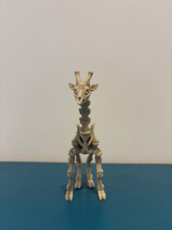 Skeleton Giraffe – Image 2