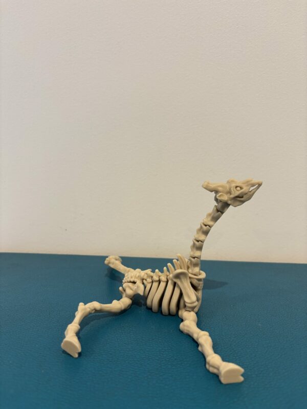 Skeleton Giraffe – Image 4