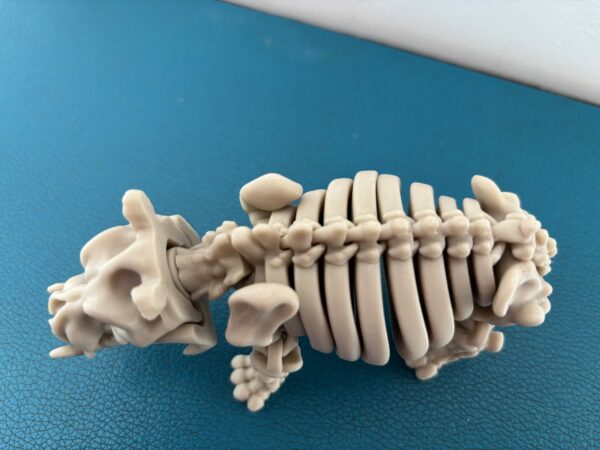 Skeleton hippo – Image 3