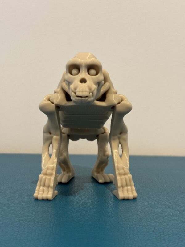 Skeleton chimp – Image 5