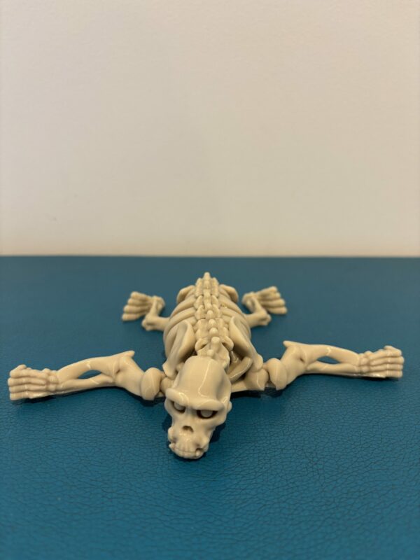 Skeleton chimp – Image 3