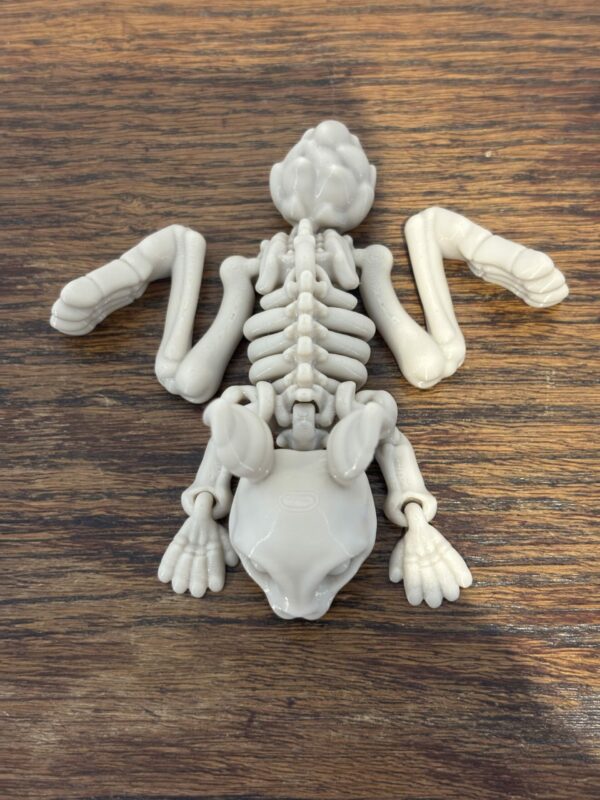 Skeleton bunny – Image 3