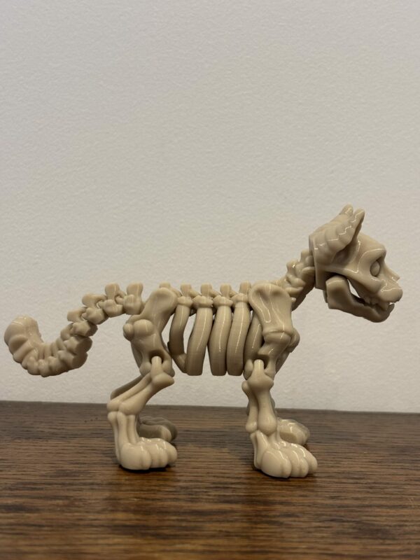 Skeleton cat – Image 6