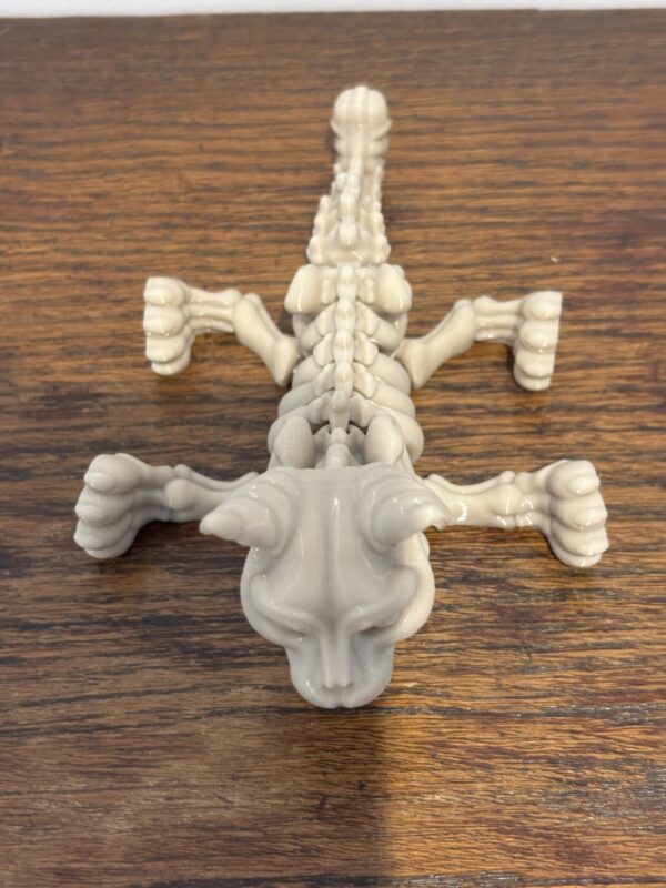 Skeleton cat – Image 4