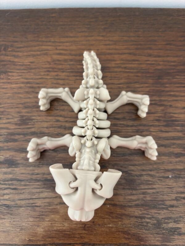 Skeleton dog – Image 6