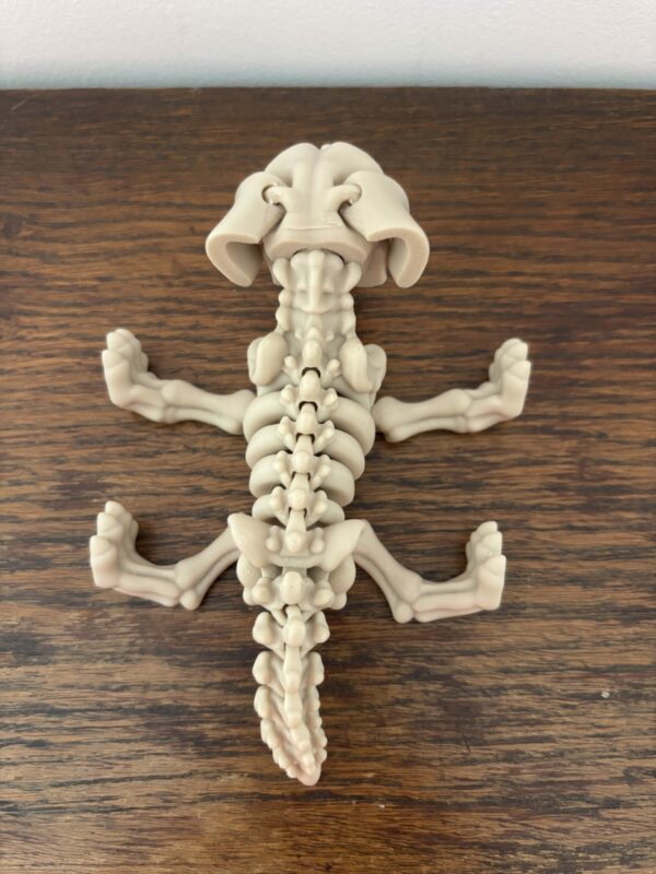 Skeleton dog – Image 7