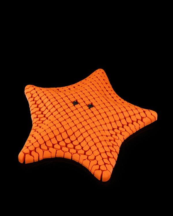 Betsie, the bat sea star – Image 4